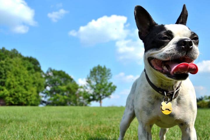 Pet Friendly 25 of 39
